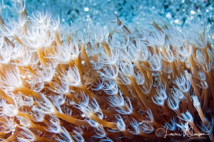 Coral/Photographed with a Canon 60 mm macro lens and SMC-... by Laurie Slawson 